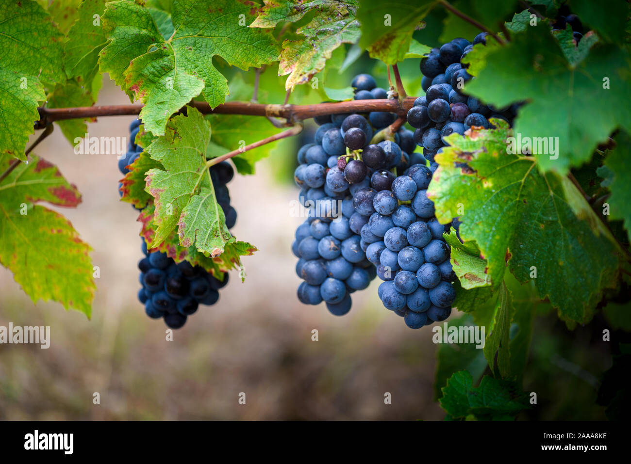 Il Gamay uva sulla vite con lussureggianti foglie verdi Foto Stock