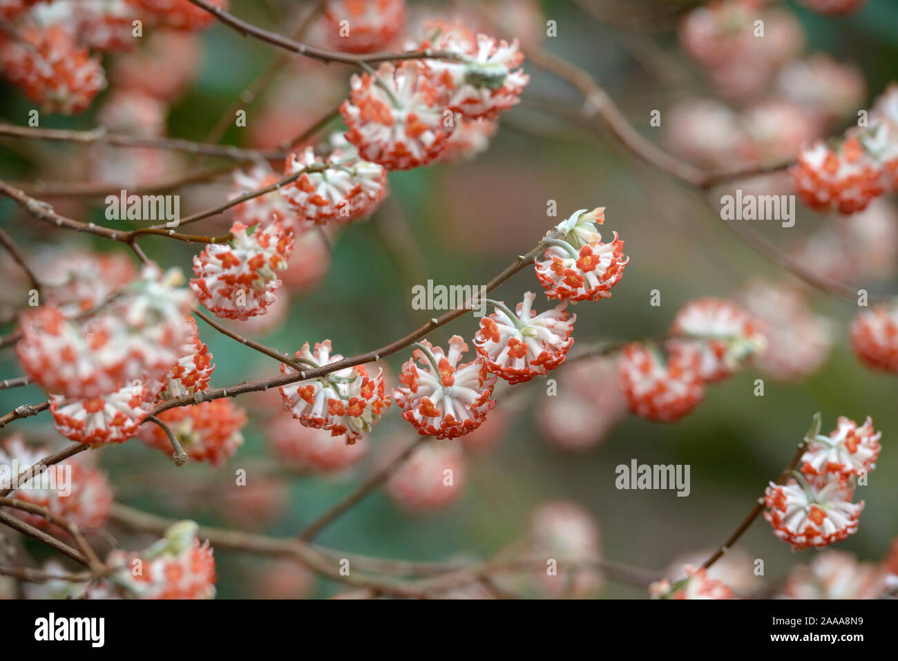 Japanischer Papierbusch (Edgeworthia chrysantha 'Akebono') Foto Stock