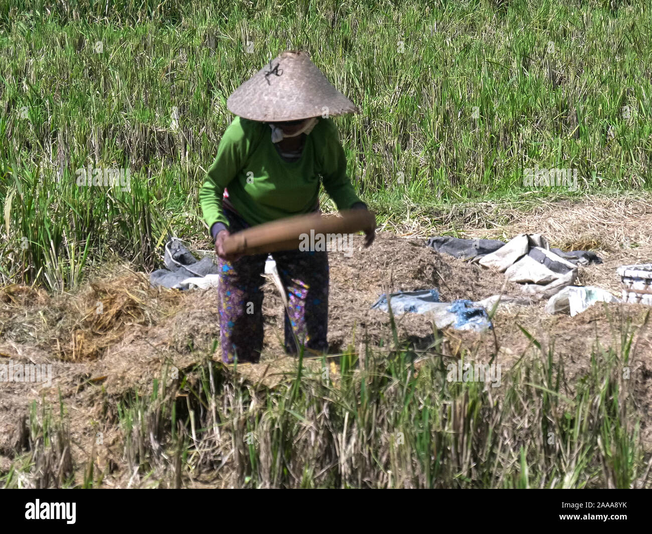 Donna di spulatura riso durante il raccolto sull'isola di Bali Foto Stock