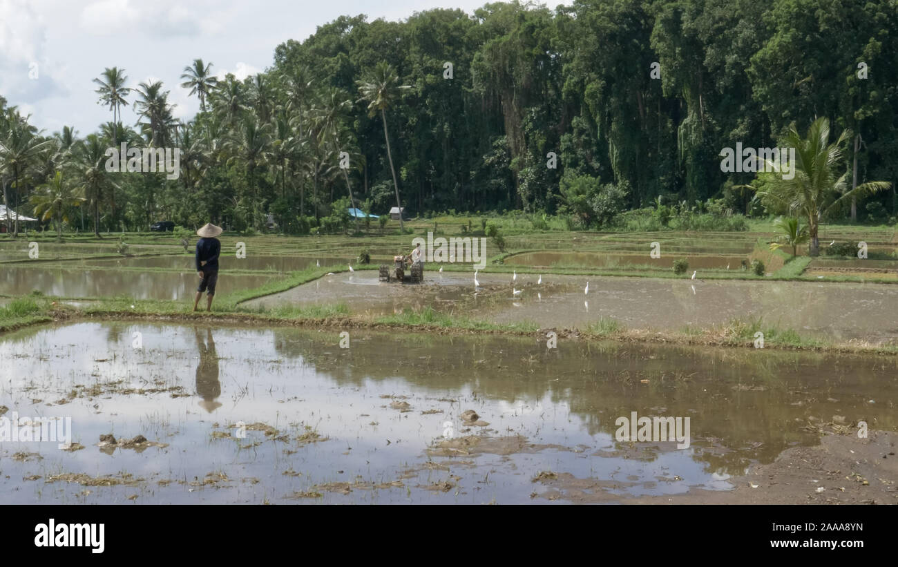 Un agricoltore a guardare come una risaia è preparato per la piantagione di Bali Foto Stock