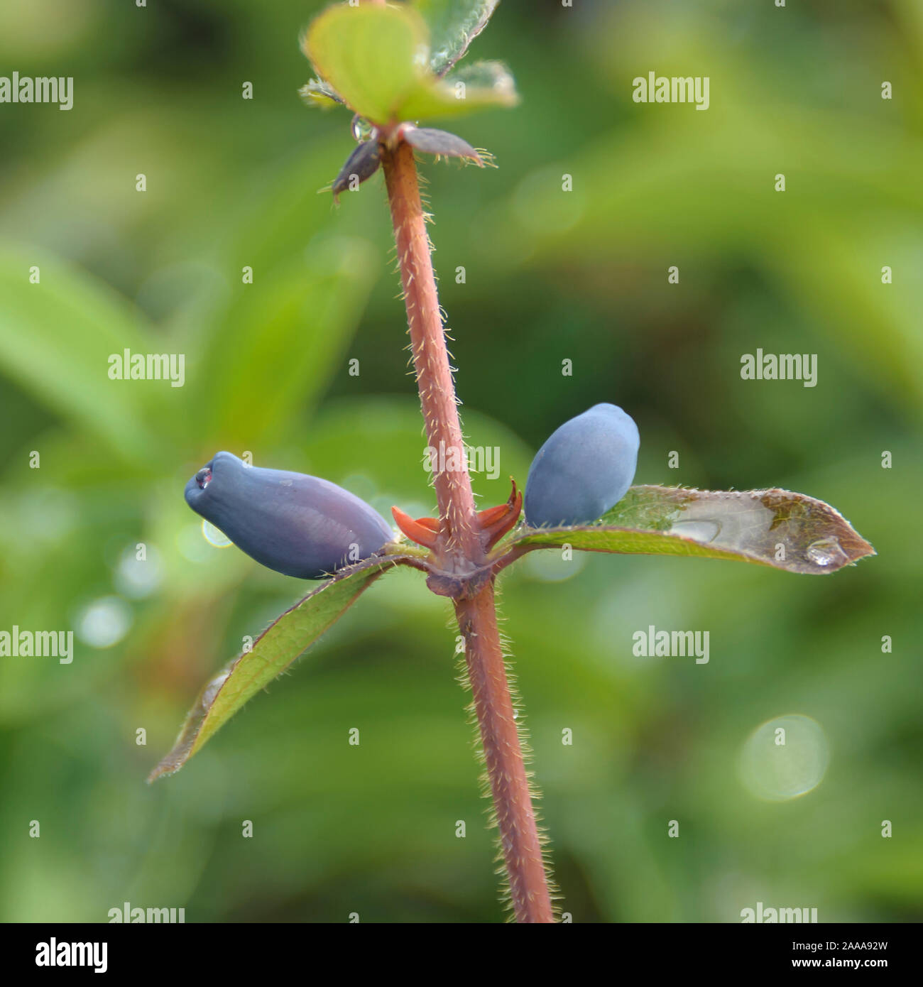 Blaue Honigbeere (Lonicera caerulea 'Balalaika') Foto Stock