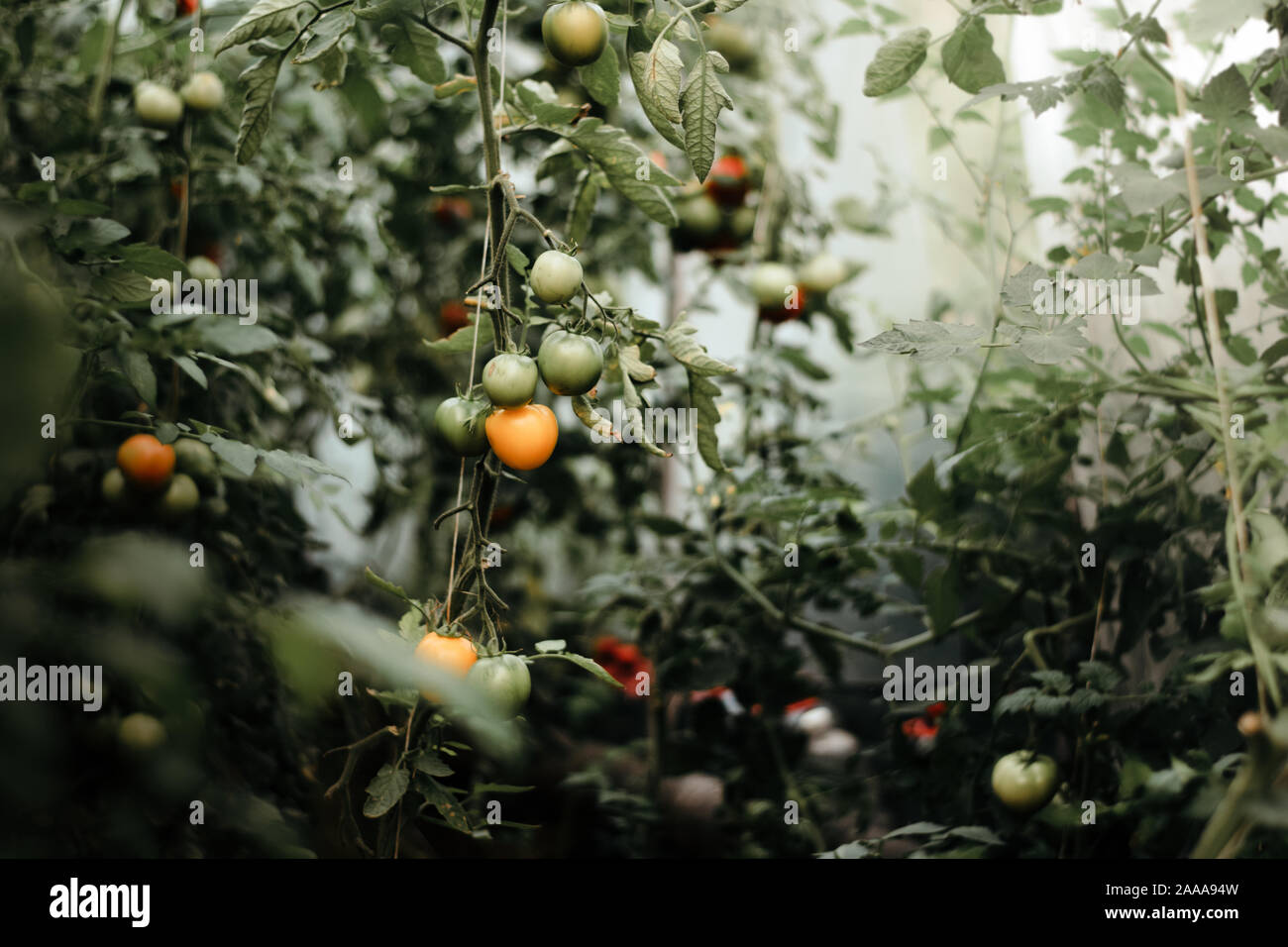 Le piante di pomodoro che crescono in una serra di vetro, biologico e agricoltura biologica, metodi agricoli tradizionali Foto Stock