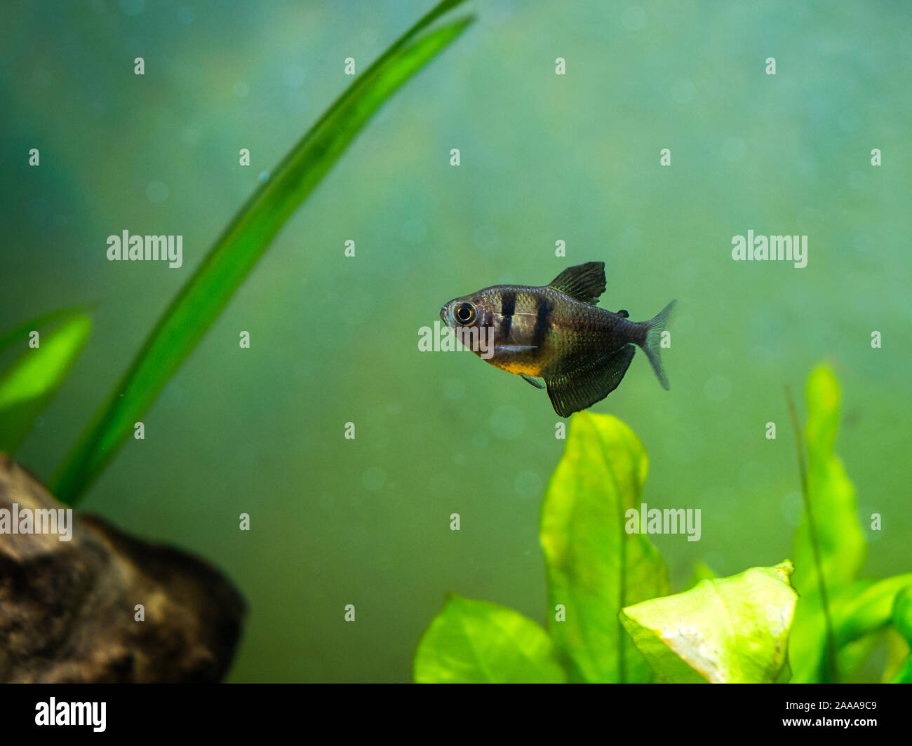 Gonna nera Tetra (Gymnocorymbus ternetzi) in un serbatoio di pesci Foto Stock