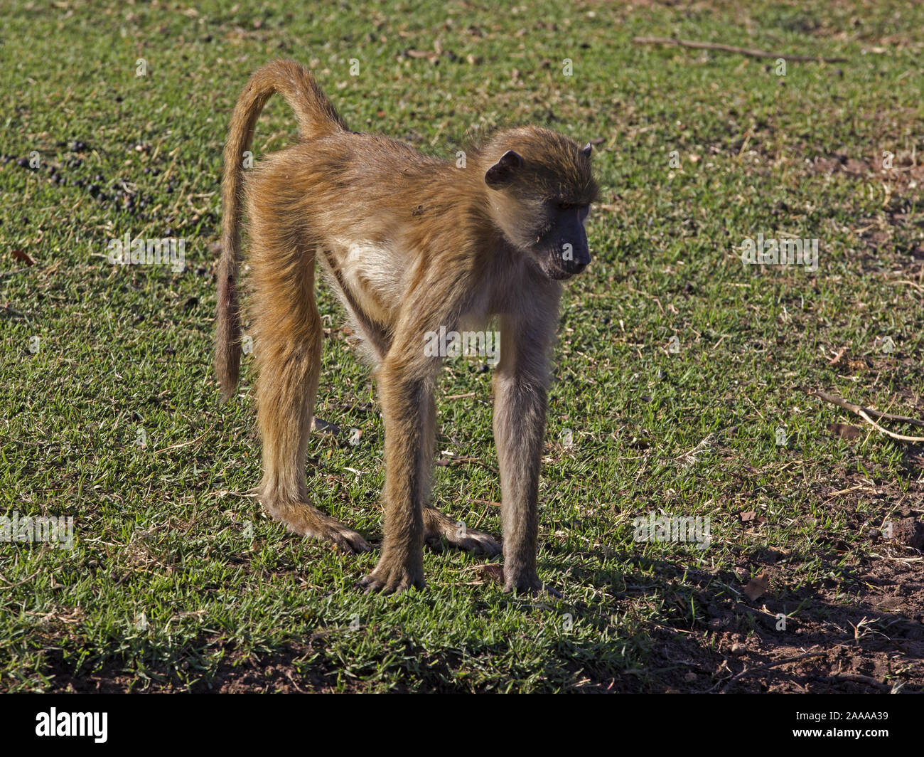 Giovani chacma baboon in piedi Foto Stock