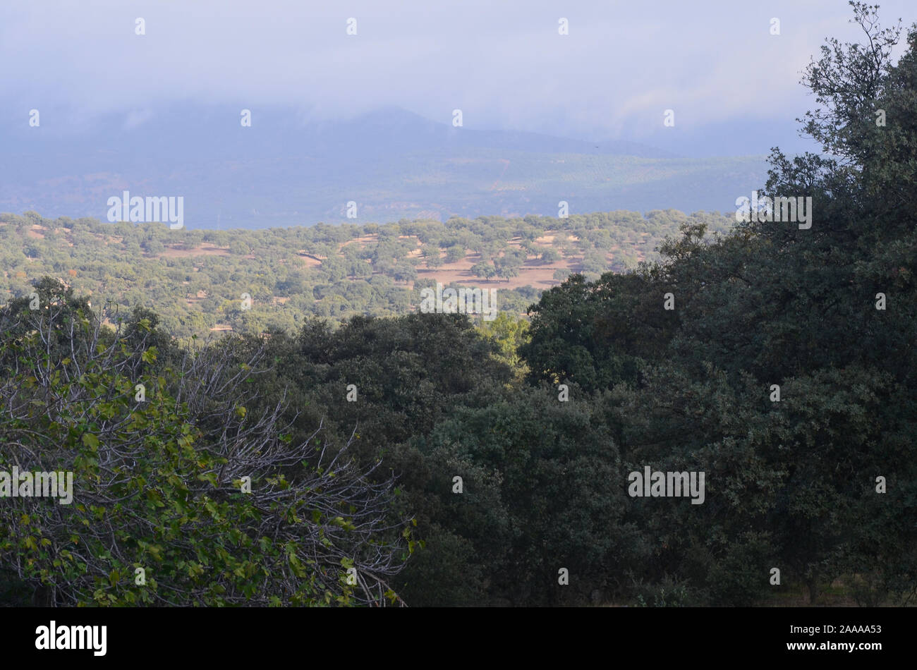 Aprire il bosco di querce (dehesas) in Azuel, Sierra Morena (Andalusia) Foto Stock