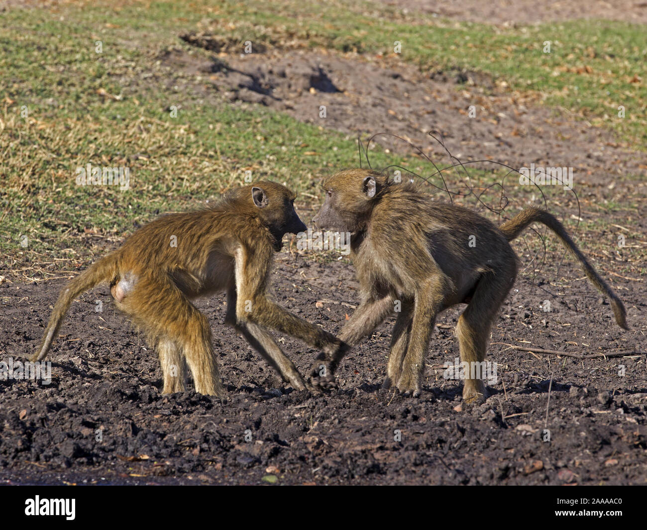 Giovane maschio chacma baboon combattimenti Foto Stock