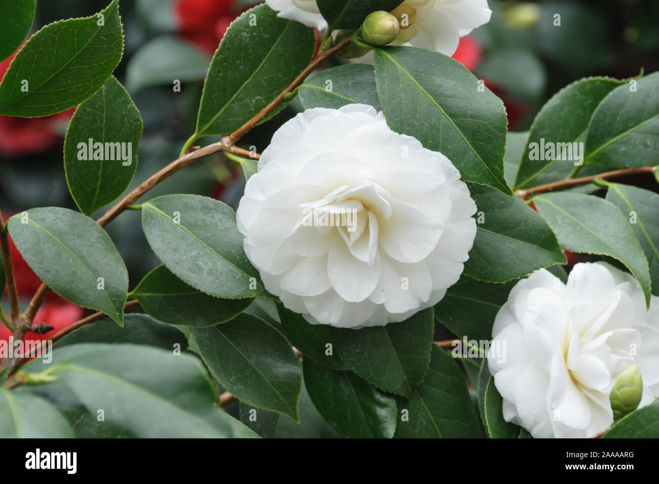 Kamelie (Camellia japonica 'Alba Plena") Foto Stock