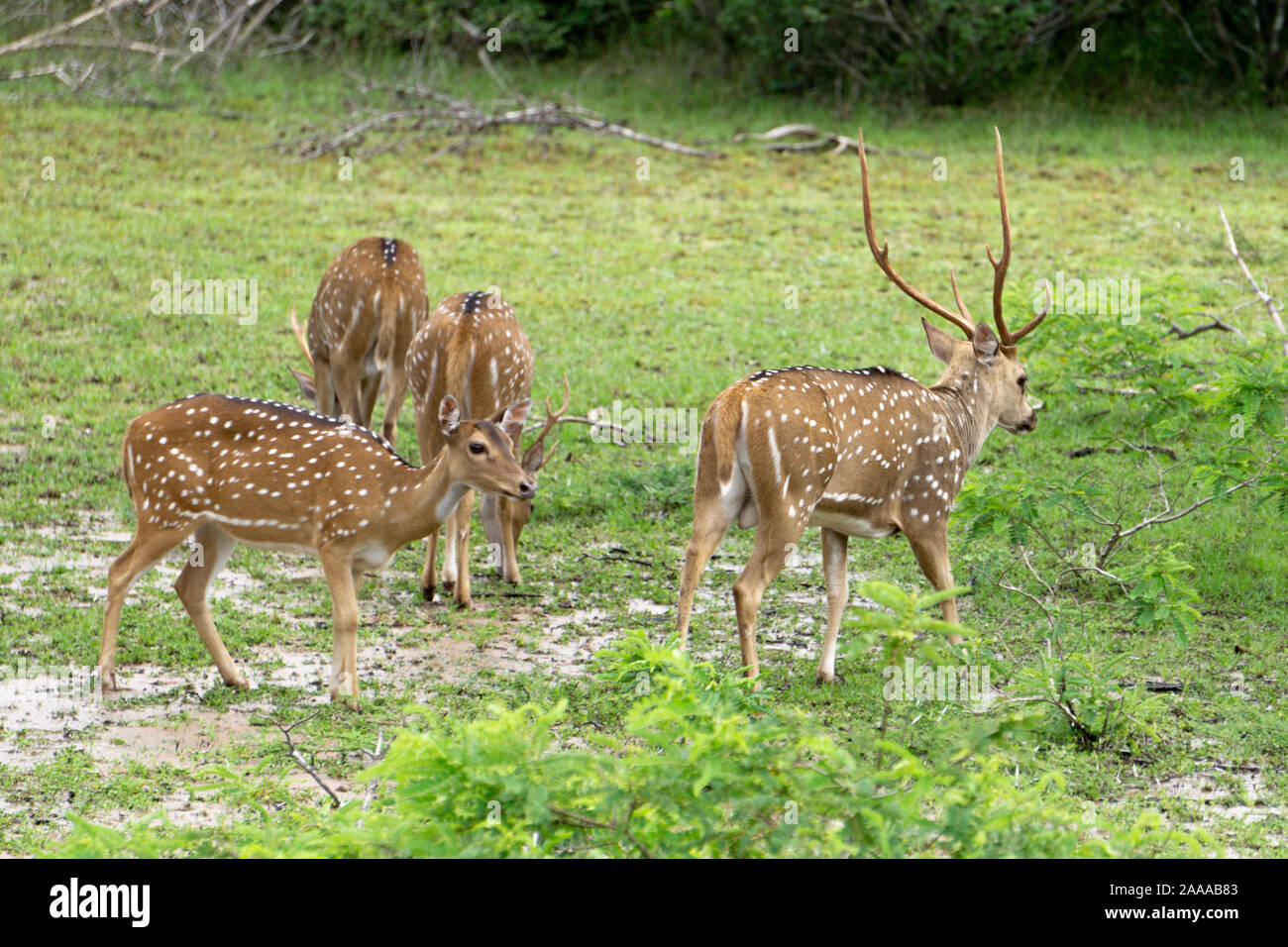 Il gruppo di quattro assi caprioli mangiare nel Parco Nazionale dello Sri lanka Foto Stock