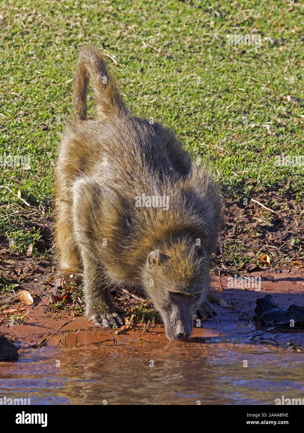 Chacma baboon bere Foto Stock