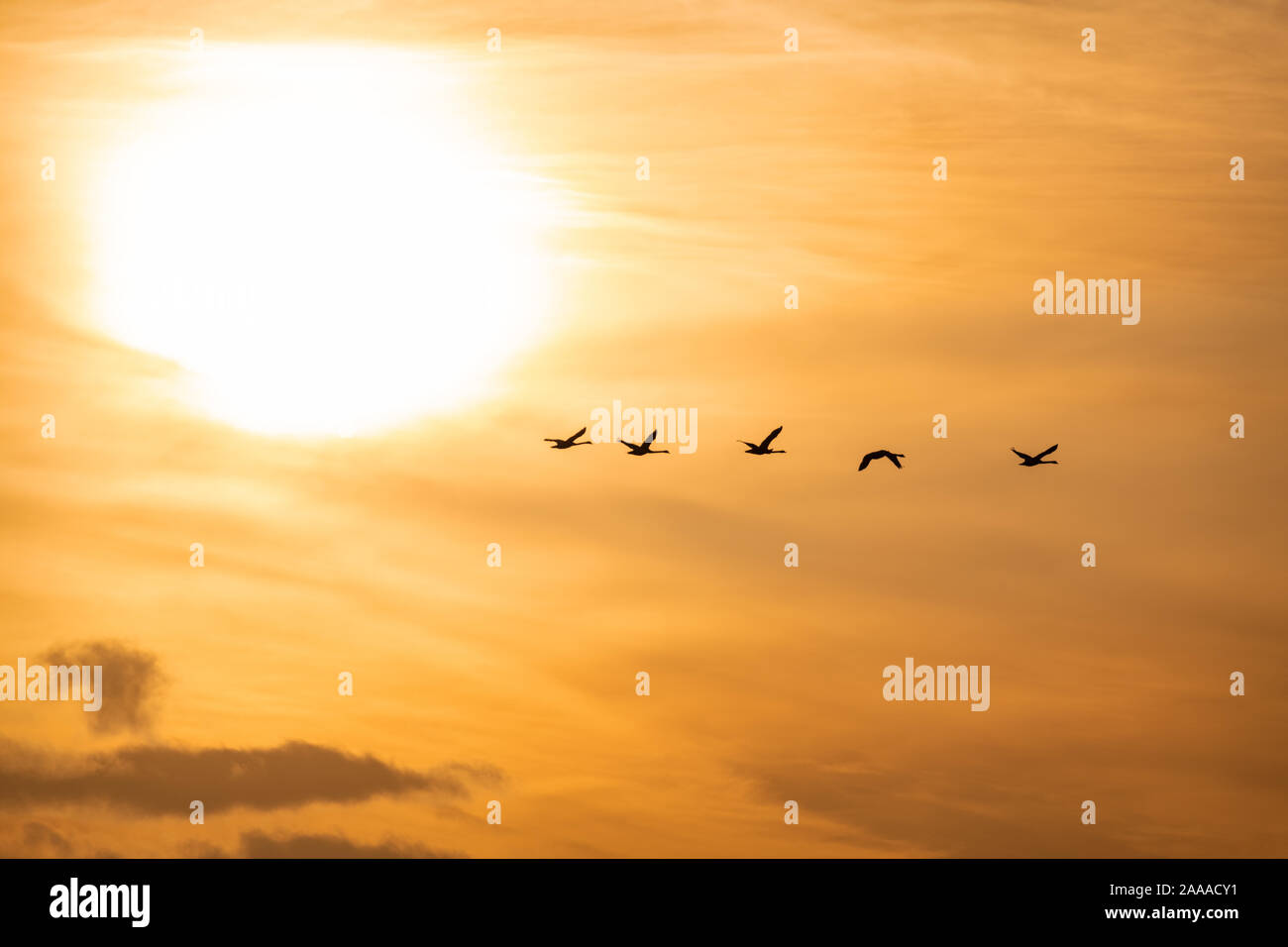 Flying Swan sagome di Sunrise Foto Stock