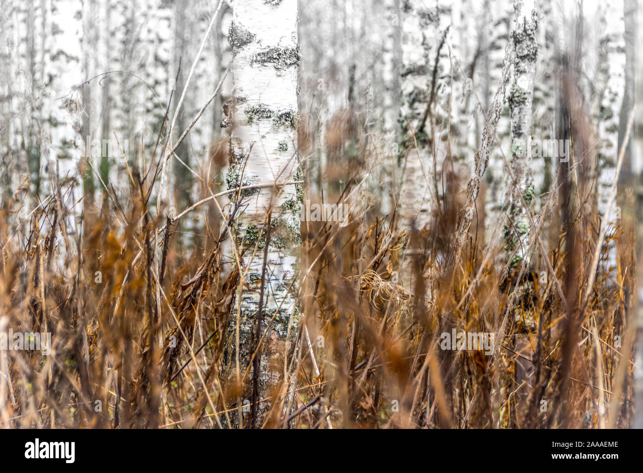 Le betulle bianche nella foresta autunnale, Finlandia Foto Stock