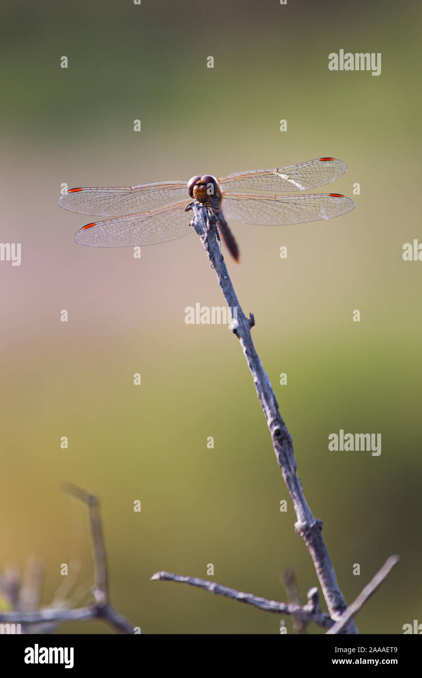 Dragonfly libellula insetto a volare su un bordo stick isolato su un sfondo sfocato Foto Stock