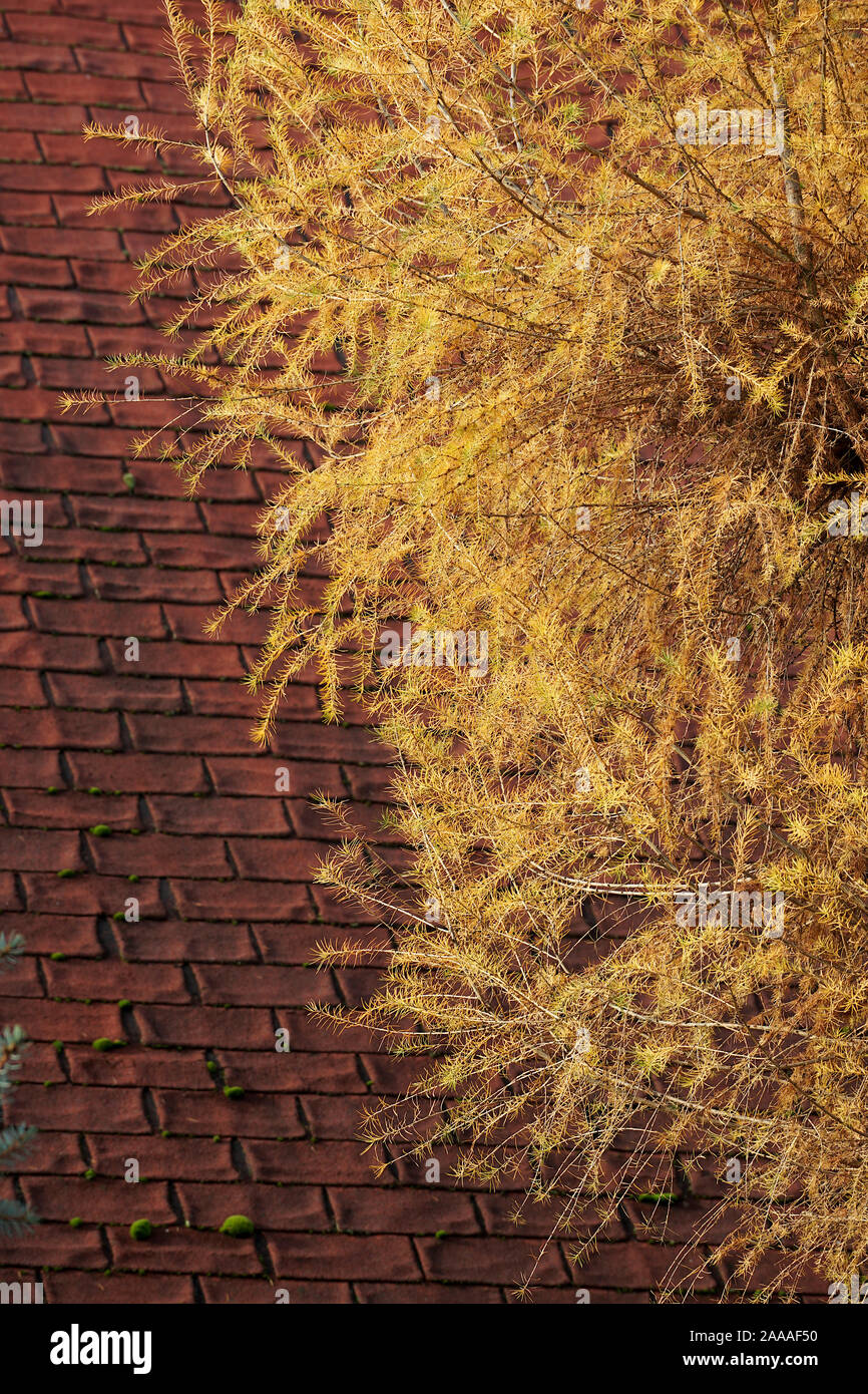 Autunno sfondo - golden larice sullo sfondo di un tetto rosso Foto Stock