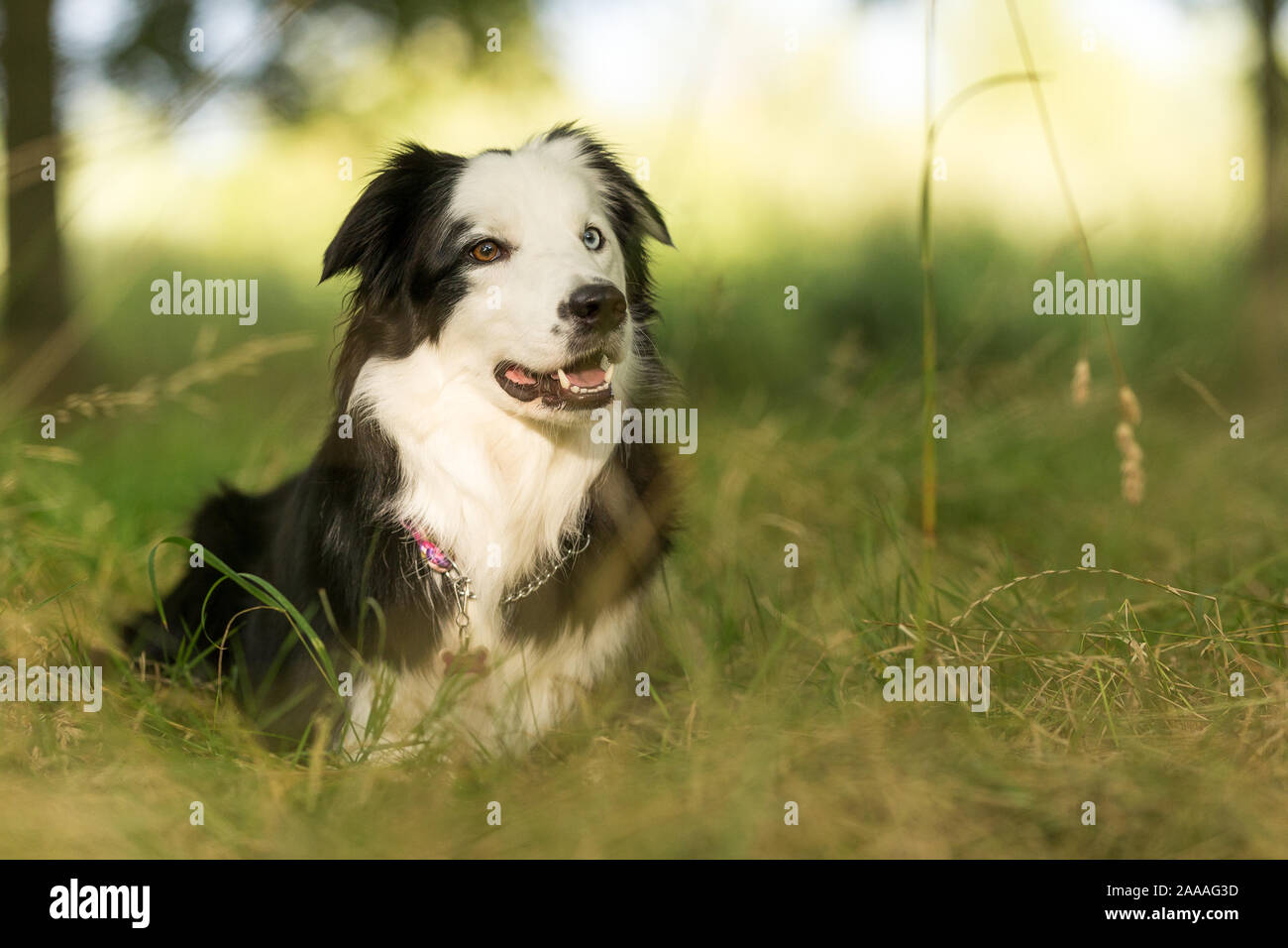 Di razza Border Collie cane all'aperto su una soleggiata giornata estiva fissando in ombra. Foto Stock
