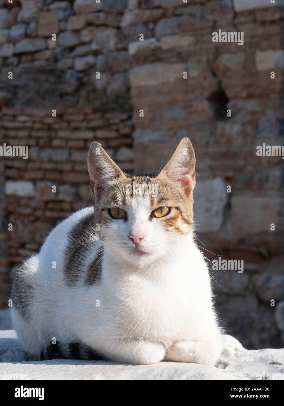 Feral cat, bianco con macchie marroni e gli occhi color ambra, guardando la telecamera con una parete di roccia in background. Fotografato a Efeso in Turchia conuna un sh Foto Stock