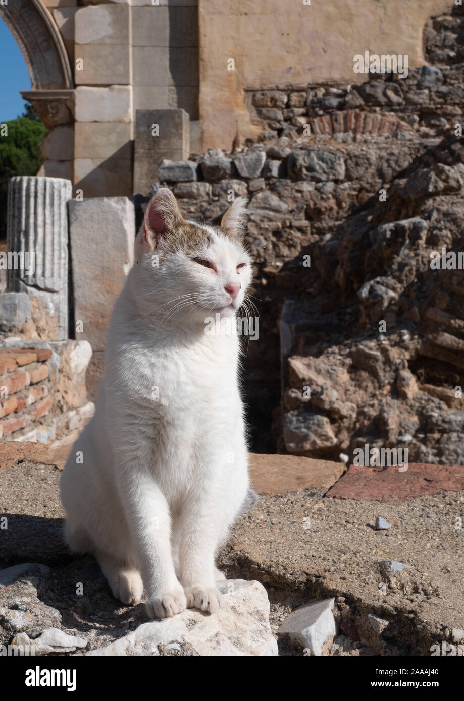 Gatto Bianco con macchie marroni in posizione eretta sulle macerie di Efeso in Turchia con una colonna scolpita e arco in background. Foto Stock