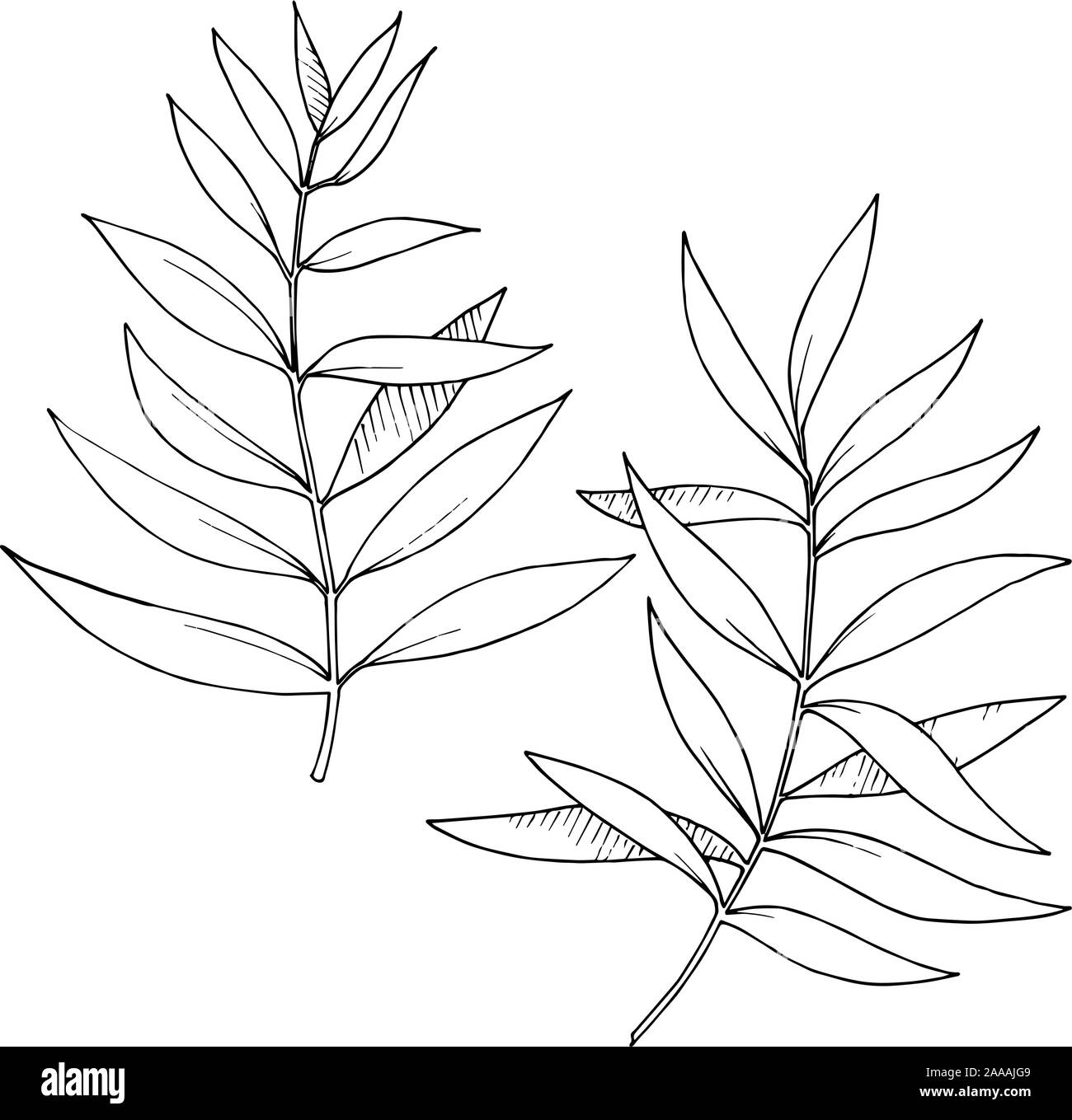 Vettore di foglie di eucalipto filiale. Bianco e nero inchiostro inciso art. Rami isolati illustrazione elemento. Illustrazione Vettoriale