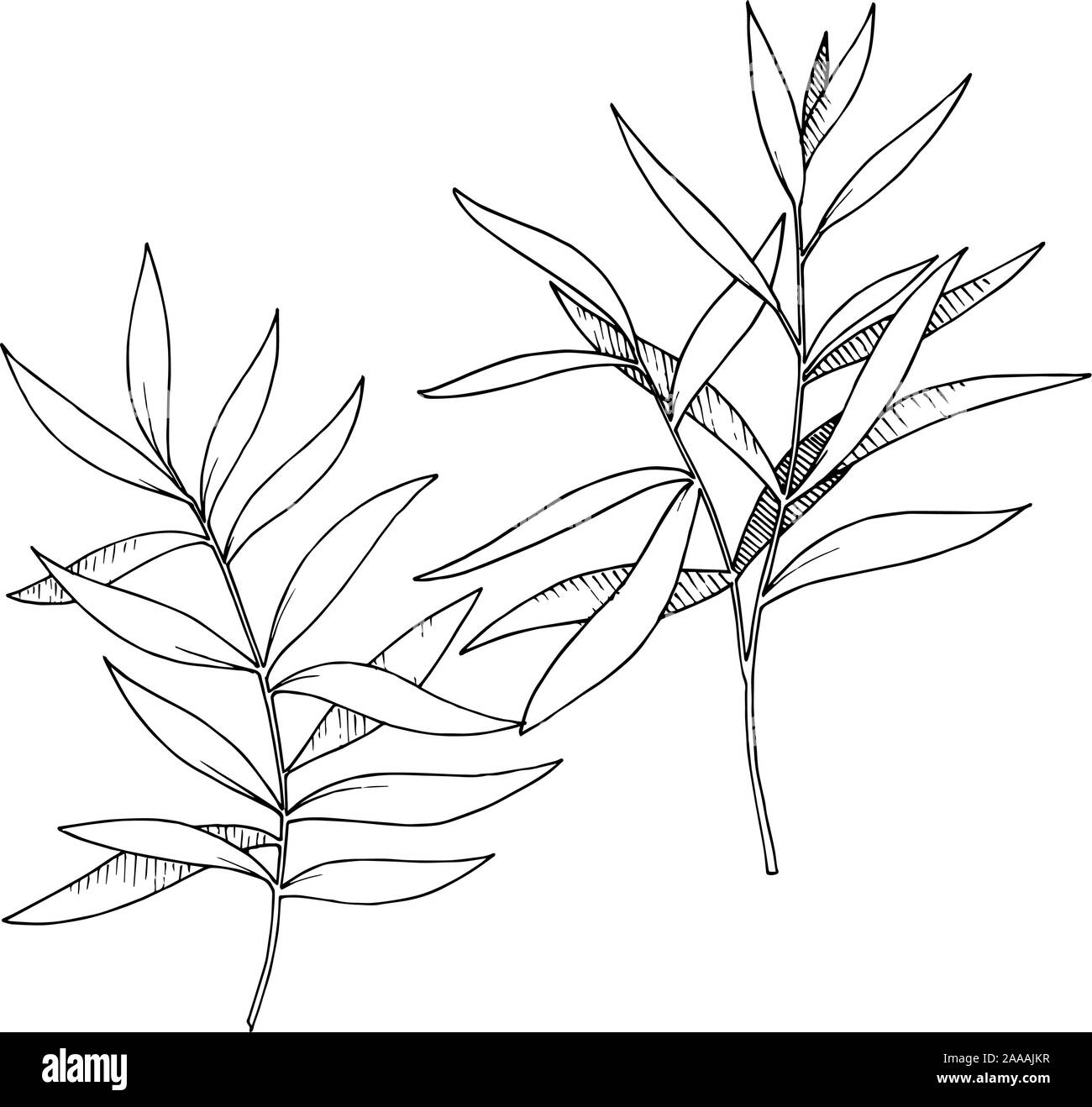 Vettore di foglie di eucalipto filiale. Bianco e nero inchiostro inciso art. Rami isolati illustrazione elemento. Illustrazione Vettoriale