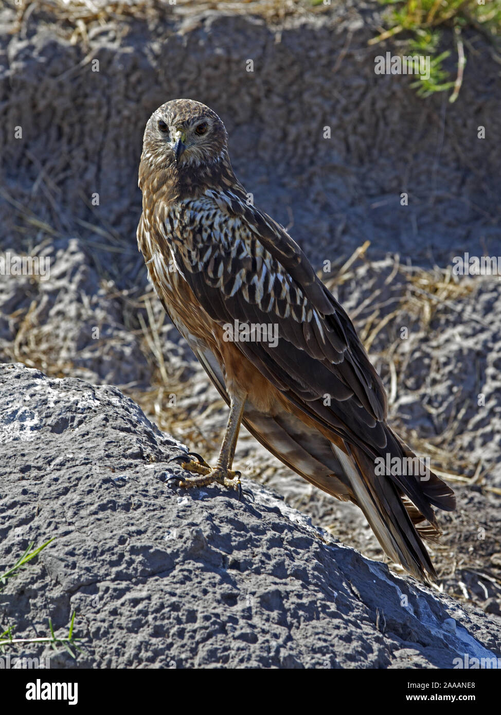 Bruno aquila appollaiato sulla roccia Foto Stock