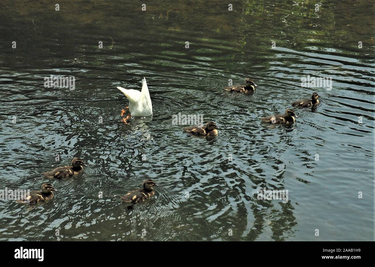 Bianco di anatra con sette brown anatroccoli mantenendo vicino come lei immersioni per cibo sul flusso Waiwhetu, Lower Hutt Foto Stock