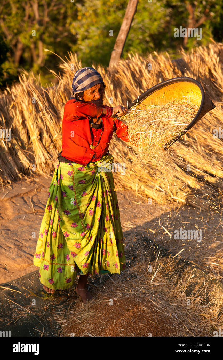 Il vecchio donna indiana lavorando sul campo, Kala Agar village, Kumaon Hills, Uttarakhand, India Foto Stock