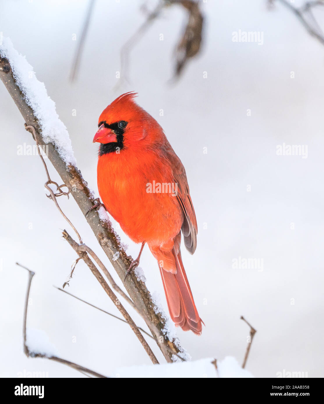 Bel rosso cardinale appollaiato sul ramo su terreni innevati giorno. Foto Stock