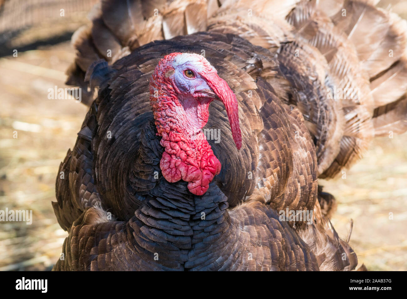 Close-up dei maschi di Turchia che mostra la sua coda di piume. Foto Stock