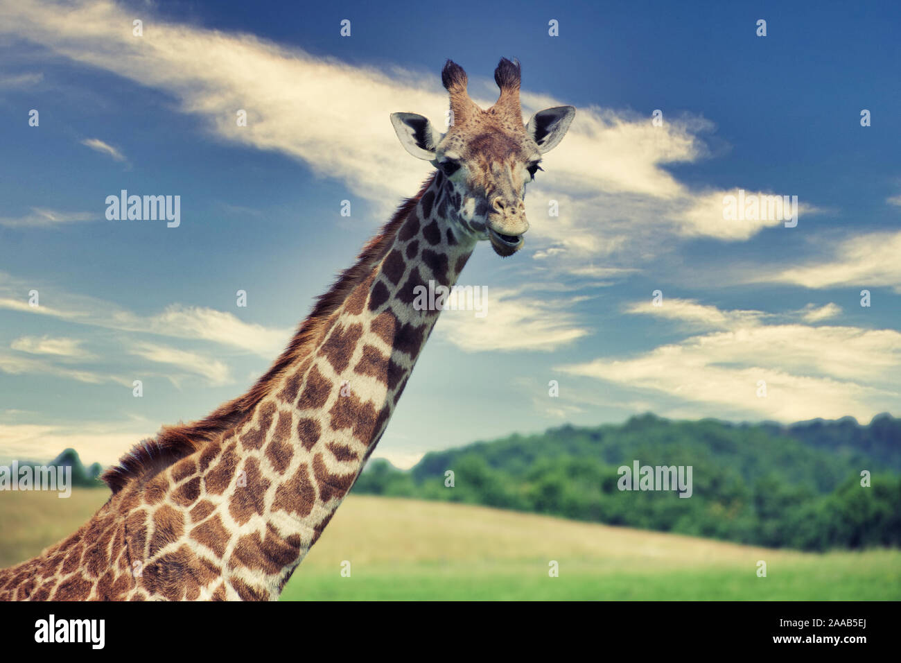 Le Giraffe reticolate a selvaggio in Cumberland Ohio. Altezza in piedi contro lo sfondo erboso e cielo blu. Ombre visibili sul terreno, bella s Foto Stock