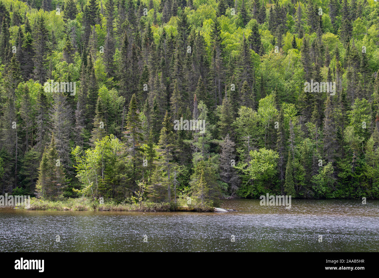 Lussureggiante verde dense foreste nel fiordo di Saguenay regione del Québec in Canada Foto Stock