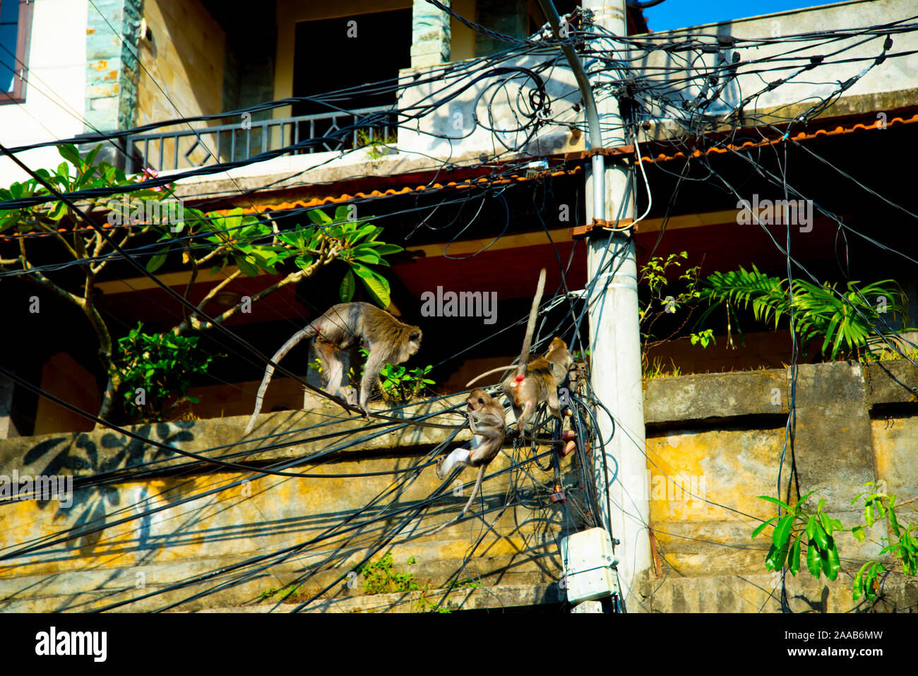 Le scimmie sui cavi elettrici - Indonesia Foto Stock