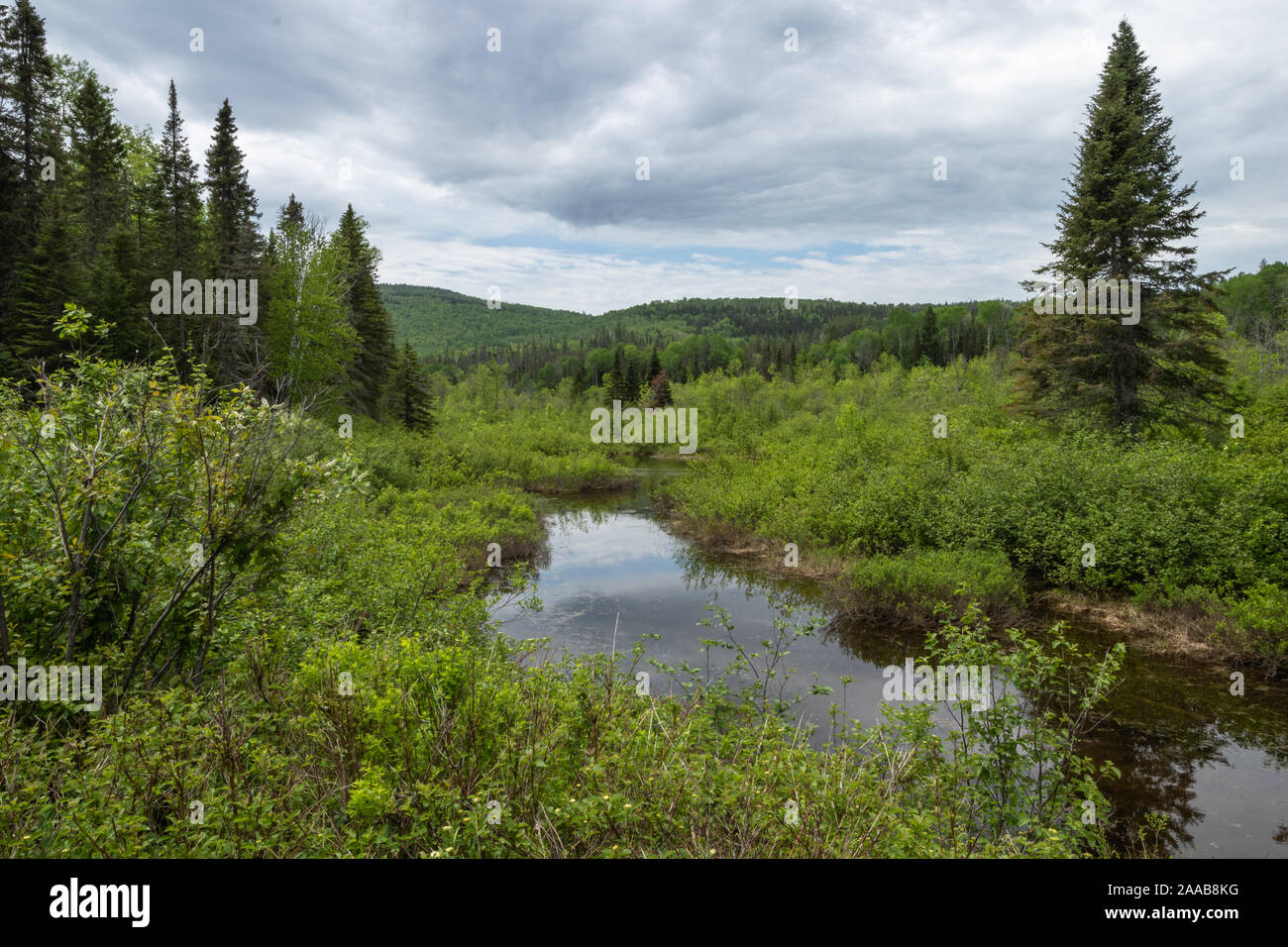 Tour in barca passando foreste su ripide scogliere lungo il Fiume Saguenay del Québec in Canada Foto Stock
