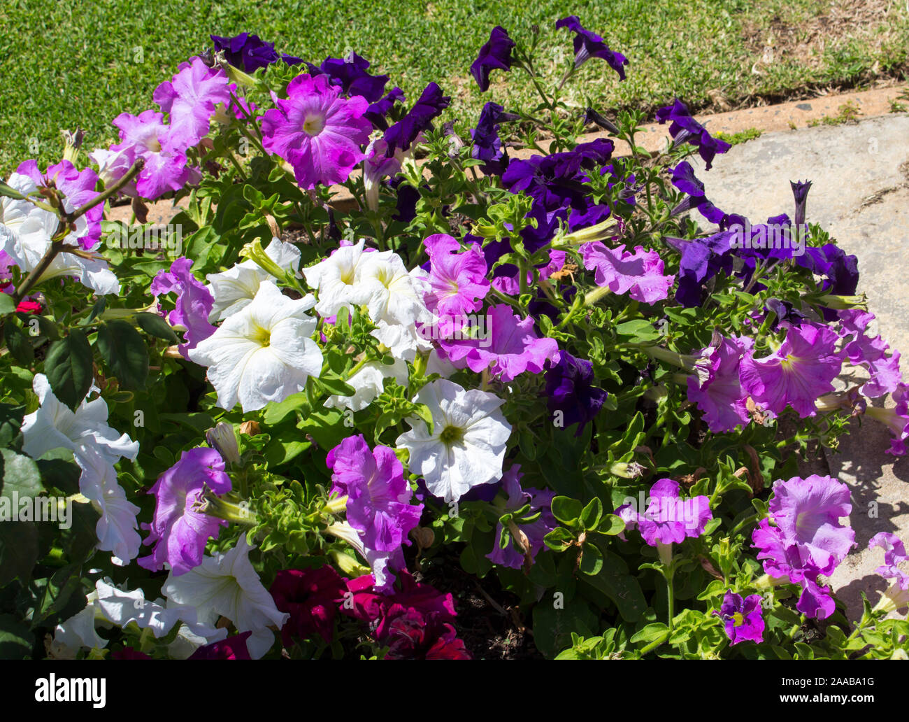 Allegro singolo malva rosa e bianco fiori annuali delle nelle petunie famiglia delle Solanacee che fiorisce in un ammassato Garden cottage bed a inizio estate . Foto Stock