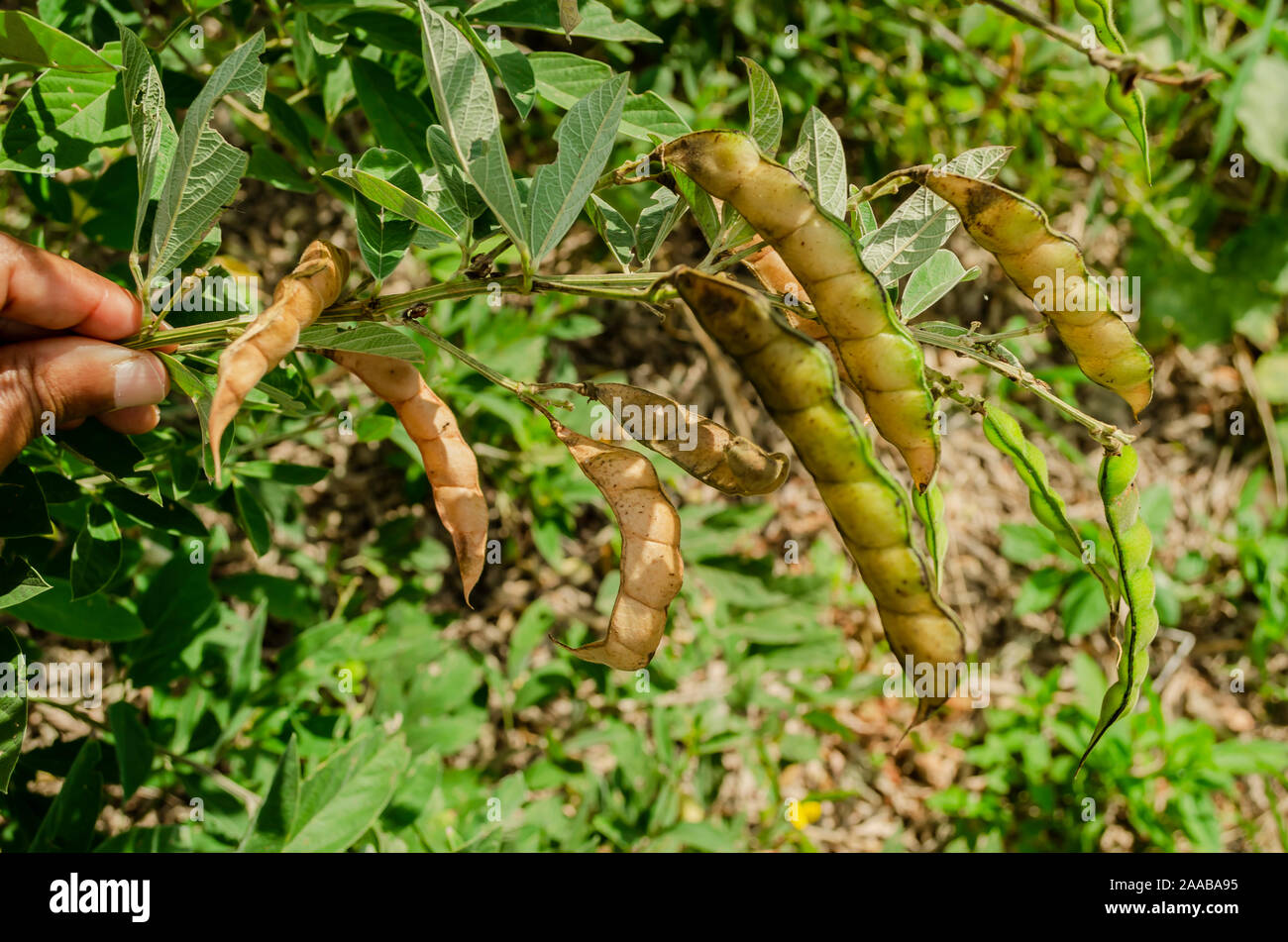 Peas Piccione Secco Maturo Foto Stock