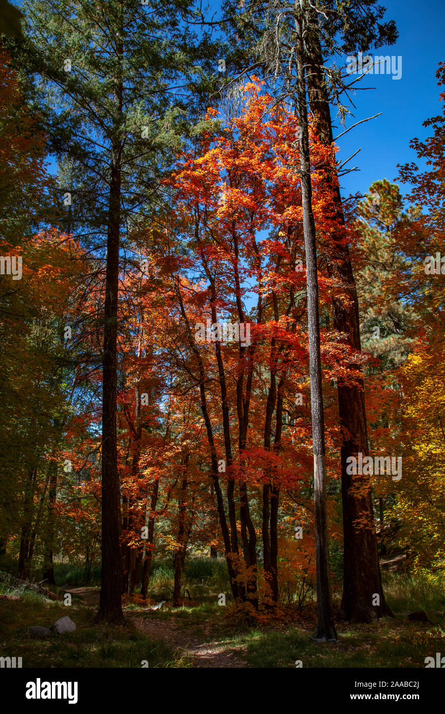 Colore di autunno, Mt. Lemmon, Arizona Foto Stock