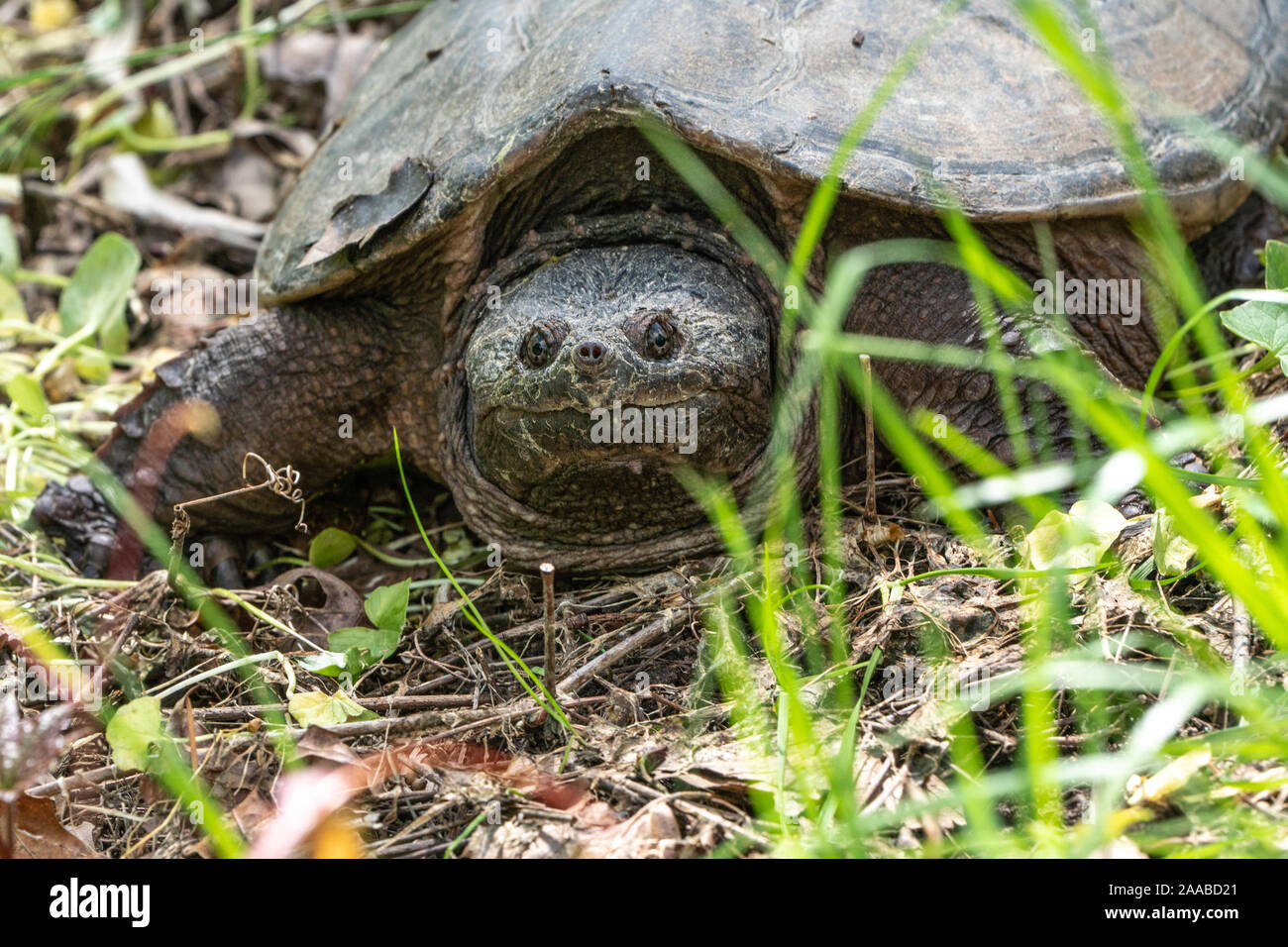 Close-up Snapping comune tartaruga (Chelydra serpentina) stesso prendisole vicino al laghetto. Foto Stock