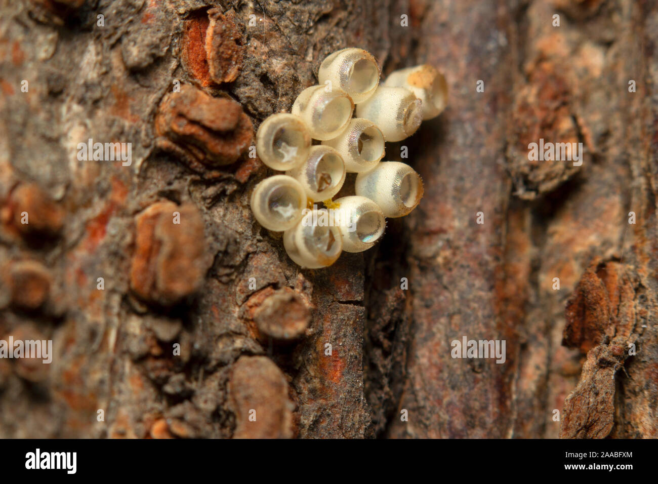 Poco uova di insetto sul tronco di albero, close-up Foto Stock