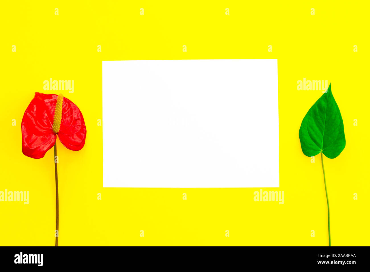 Un fiore rosso e di foglie e carta bianca su sfondo giallo. Lay piatto. Posto per il testo. Foto Stock