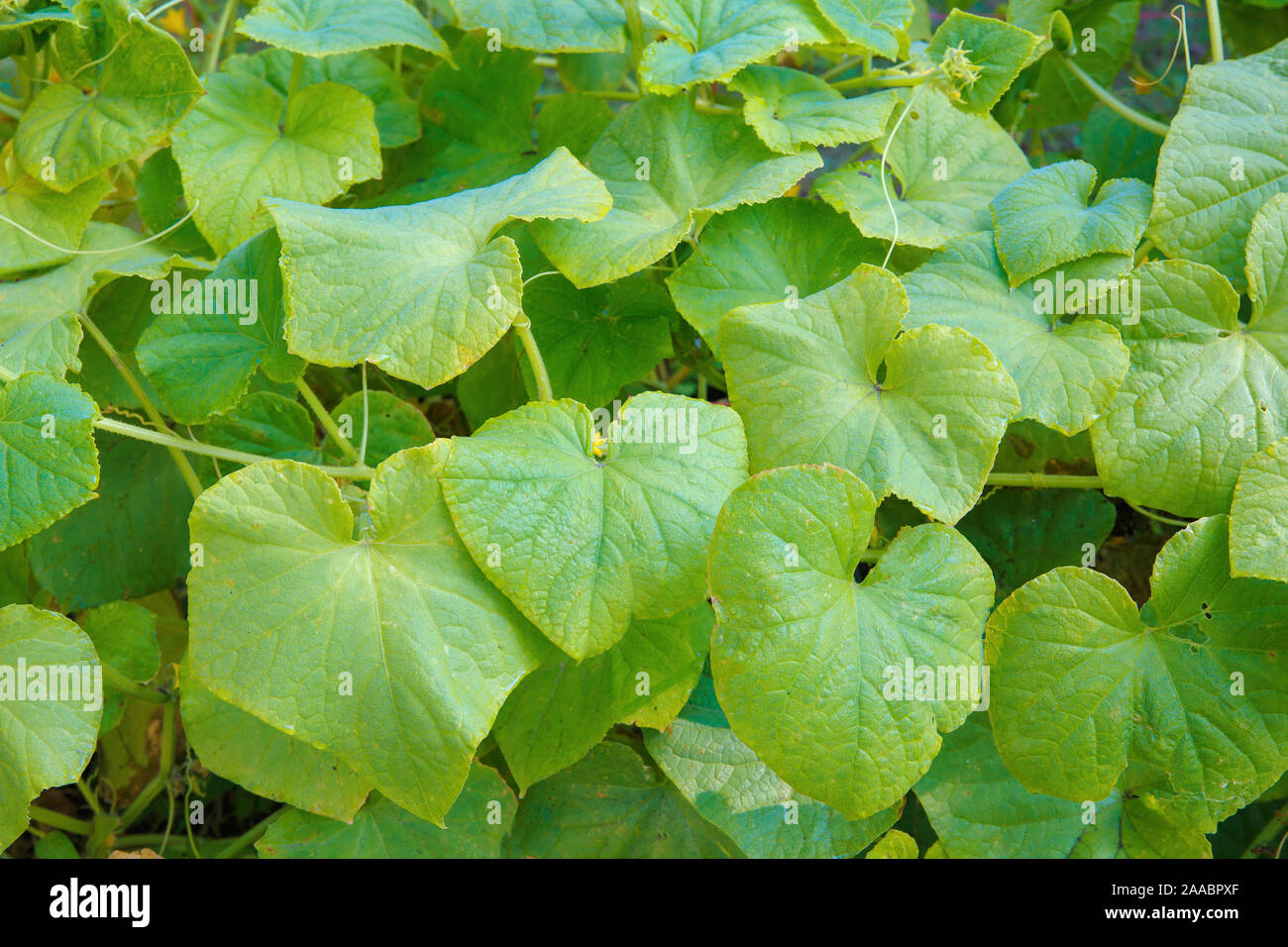 Texture di grandi foglie verdi di un cetriolo in giardino Foto Stock