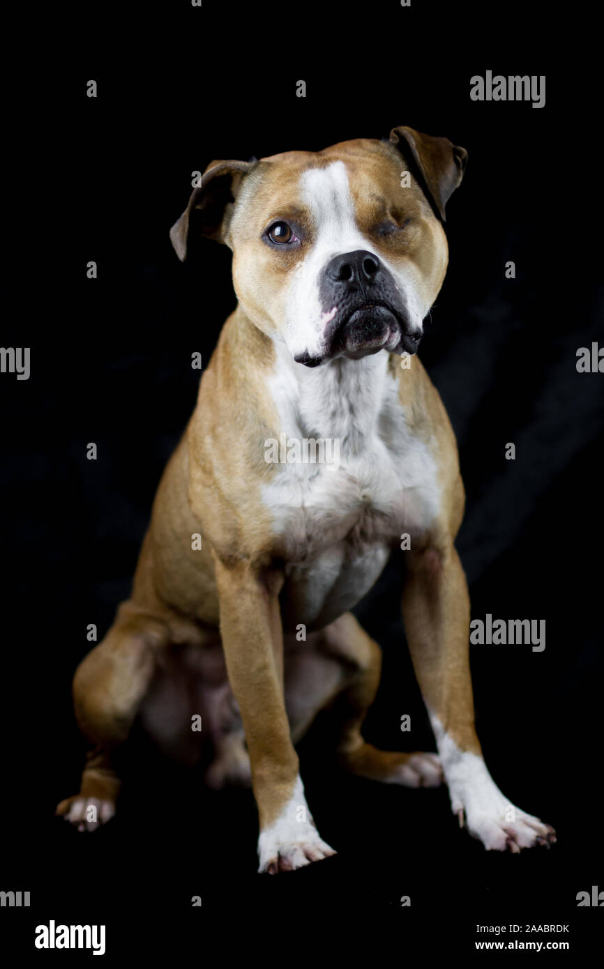 Bulldog, foto studio con sfondo nero Foto Stock