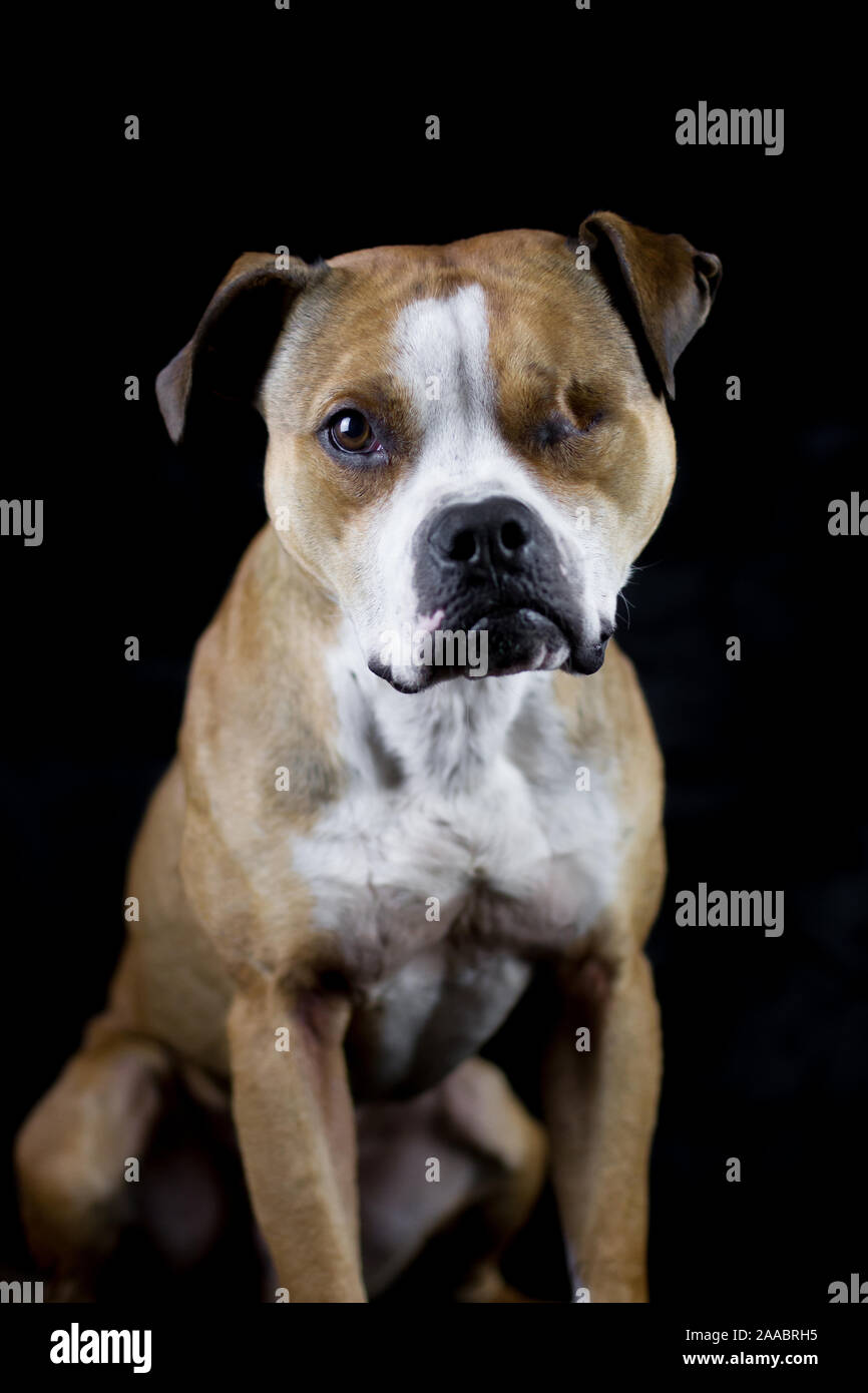 Bulldog, foto studio con sfondo nero Foto Stock