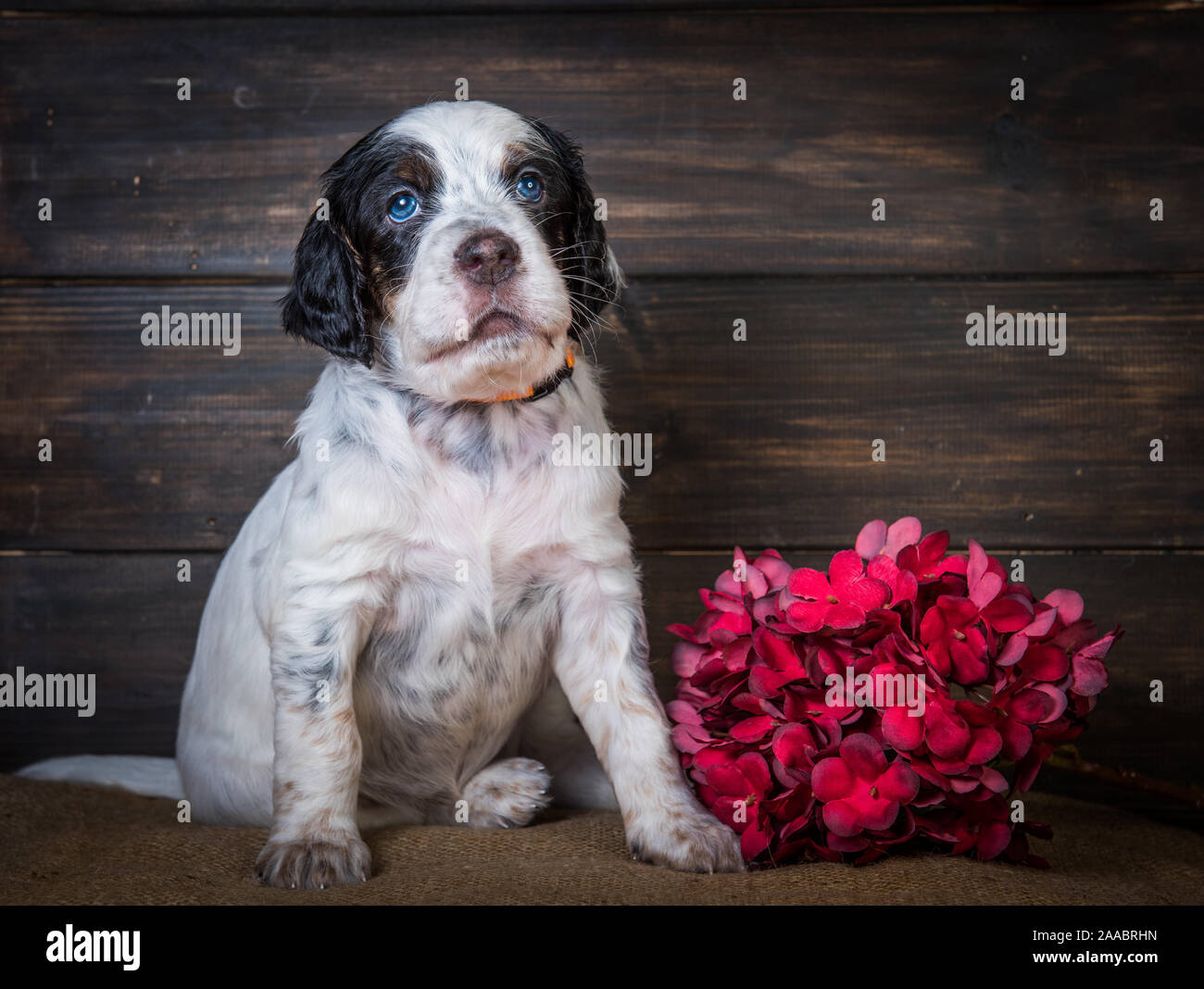 Carino Setter inglese cucciolo di cane ritratto in studio. Foto Stock
