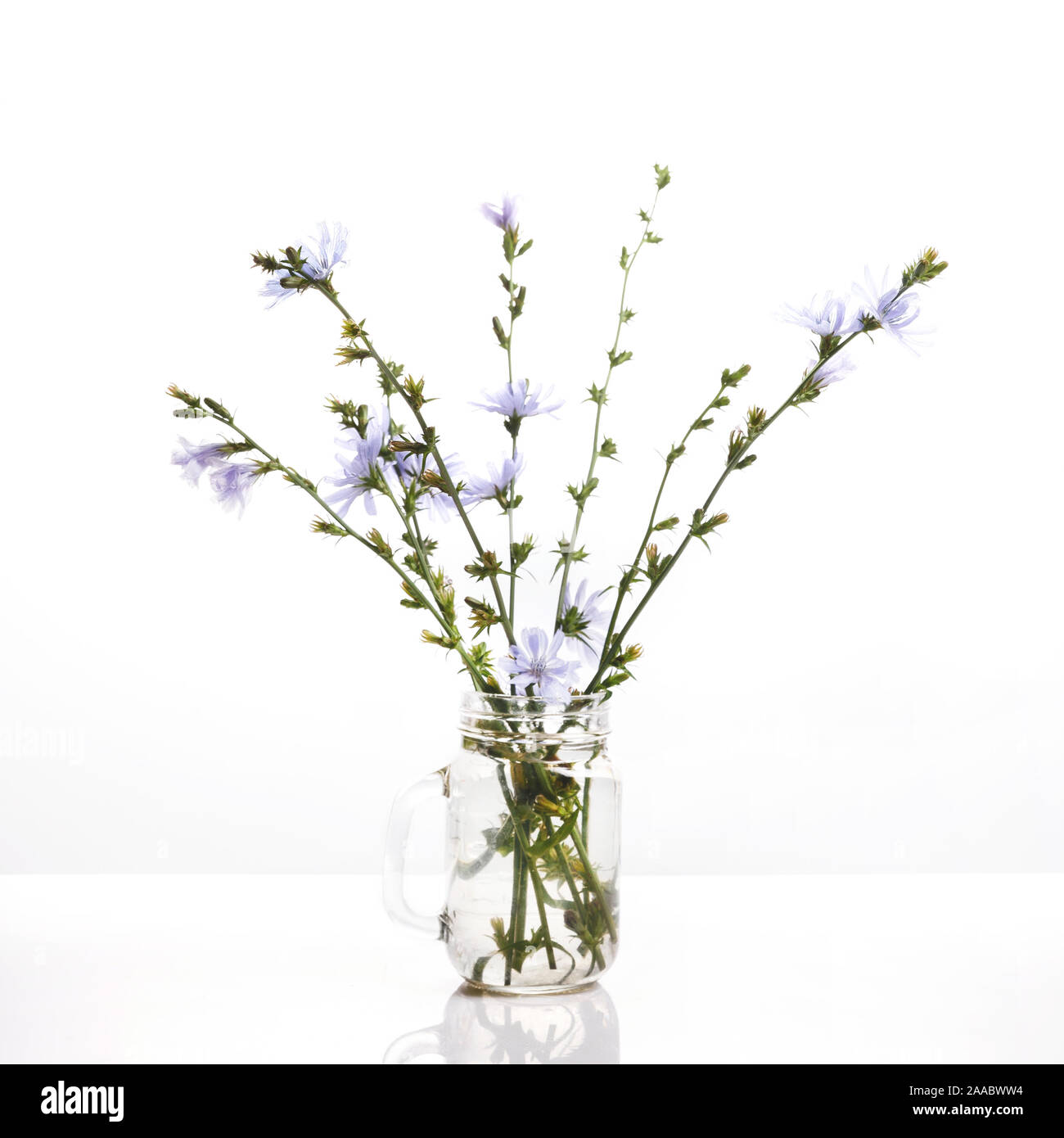 Cichorium intybus - cicoria comune fiori isolati su sfondo bianco Foto Stock