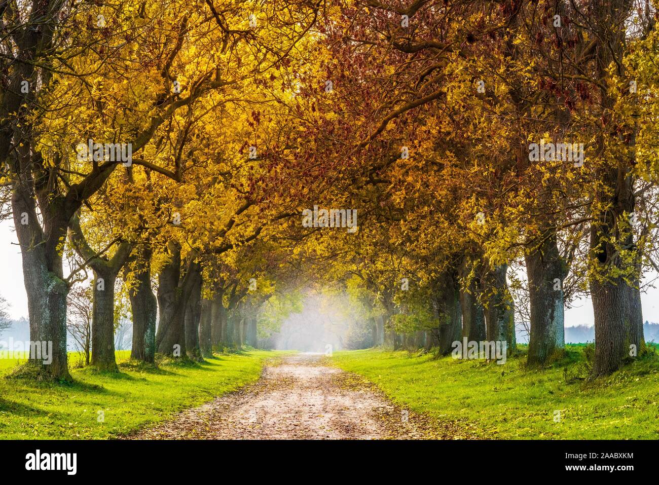 Il campo Percorso attraverso avenue con la cenere (Fraxinus) in autunno, vicino a Neubrandenburg, Meclemburgo-Pomerania Occidentale, Germania Foto Stock