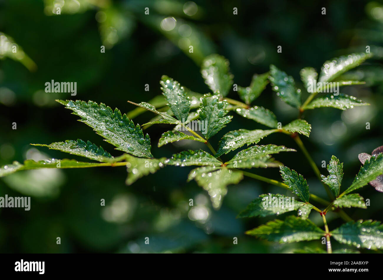 Sfondo verde con foglie e gocce di acqua. Il fogliame verde delle foglie e la pioggia. Close-up, il fuoco selettivo. Foto Stock
