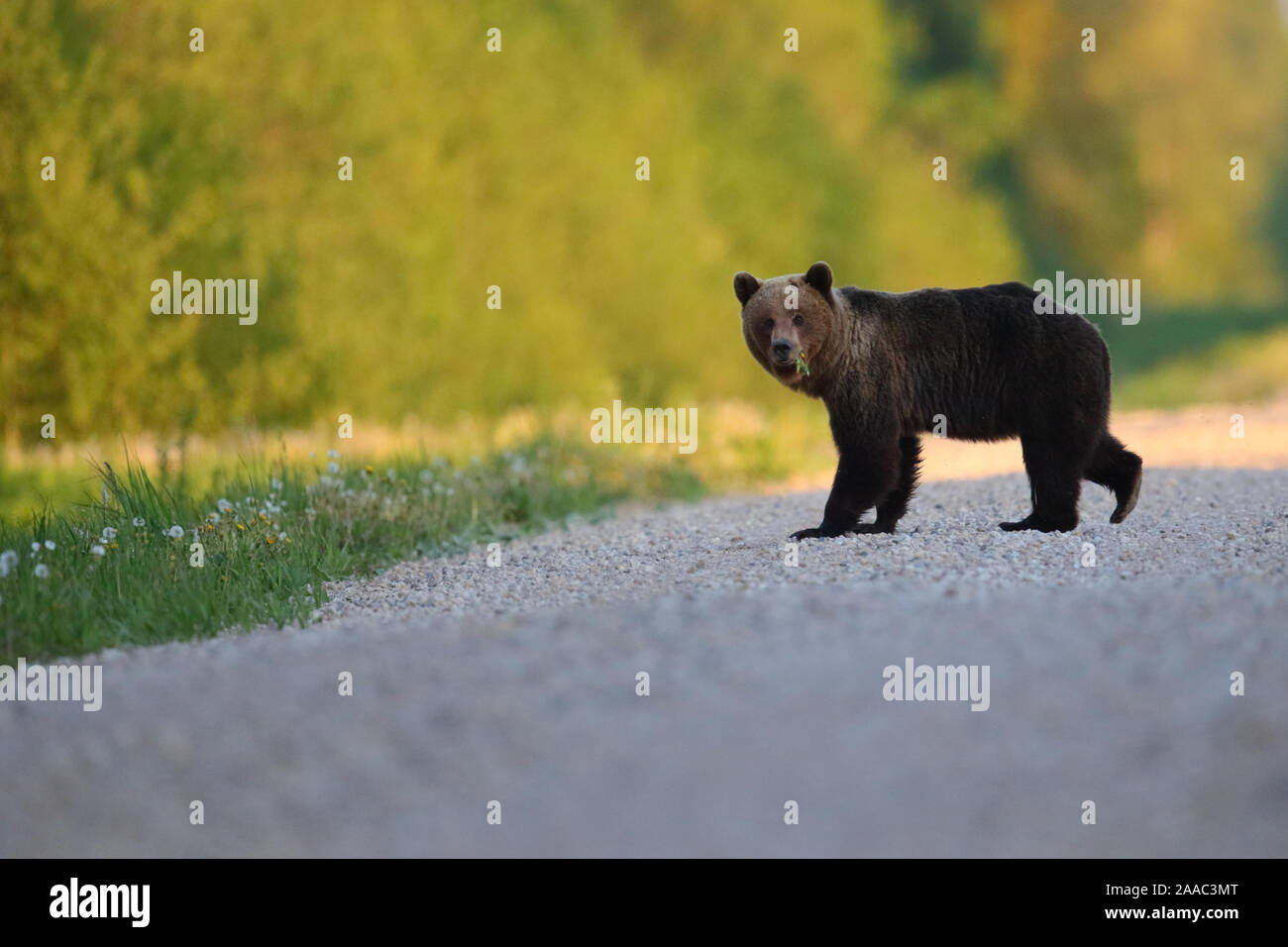 L'orso bruno (Ursus arctos) camminando sulla strada nella foresta. Alutaguse, Estonia Foto Stock