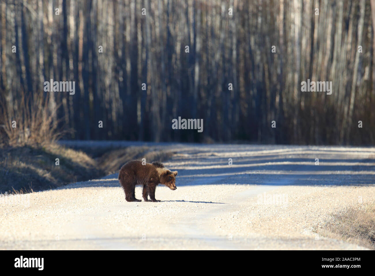 I giovani l'orso bruno (Ursus arctos) camminando sulla strada nella foresta. Alutaguse, Estonia Foto Stock