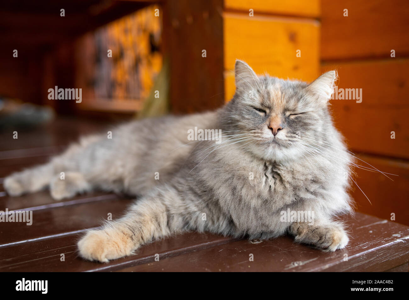 Gatto rustico in appoggio all'aria fresca nel cortile di una casa privata Foto Stock