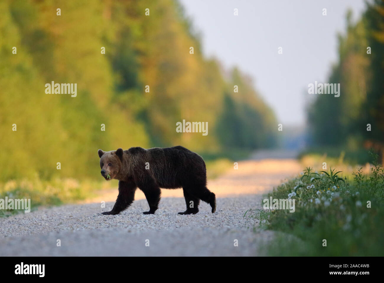 L'orso bruno (Ursus arctos) camminando sulla strada nella foresta. Alutaguse, Estonia Foto Stock