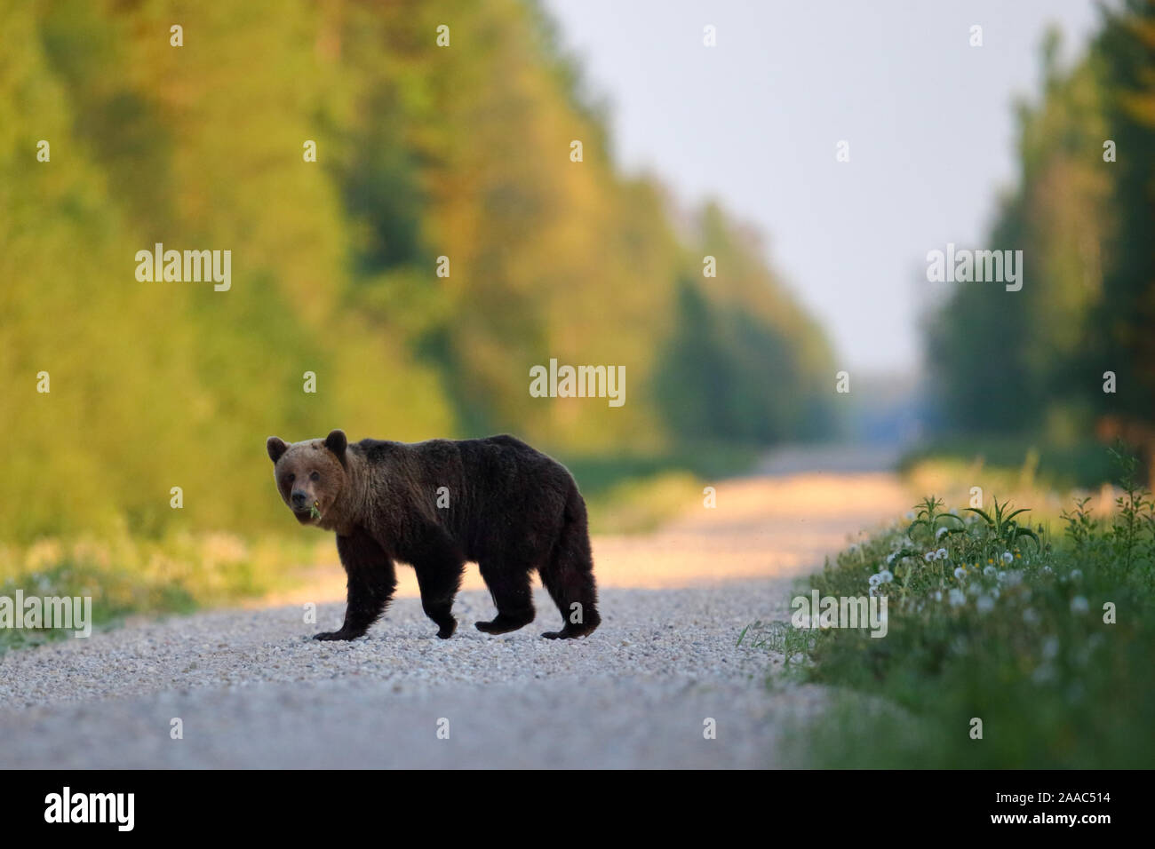 L'orso bruno (Ursus arctos) camminando sulla strada nella foresta. Alutaguse, Estonia Foto Stock