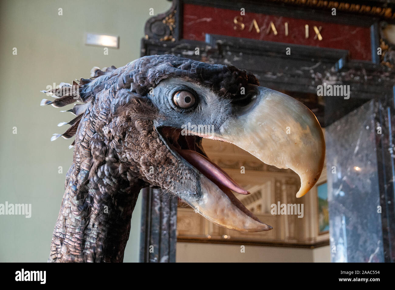 Modello di un uccello di terrore. Phorusrhacids, colloquialmente noto come il terrore di uccelli, sono un clade estinto di grandi carnivori flightless gli uccelli che sono state la Foto Stock